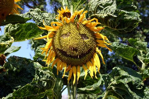 File:Sunflower face.jpg - Wikimedia Commons