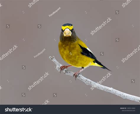 Male Evening Grosbeak Winter Portrait Stock Photo 1265514583 | Shutterstock