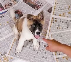 6 Stress-Free Tips for Housebreaking Your Puppy Before You Go Crazy