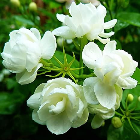 Jasmine Seeds for Planting In Doors - TRADITIONAL REMEDIES STORE