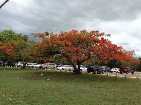 Flamboyan Tree in Puerto Rico