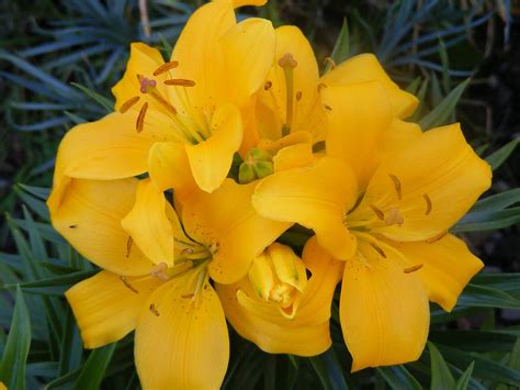 Bicyclistic » Blog Archive » Lilies, Yellow