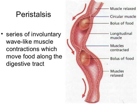 Peristalsis function, where peristalsis occurs & peristalsis in the digestive tract