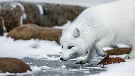 Arctic Fox Wallpapers - Top Free Arctic Fox Backgrounds - WallpaperAccess