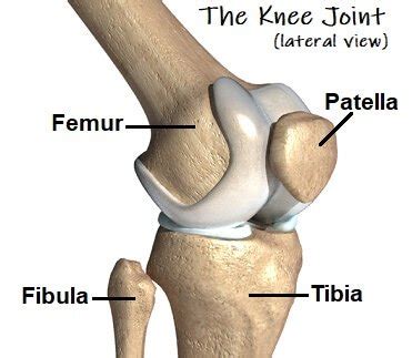 Knee Bones Guide - Knee Pain Explained