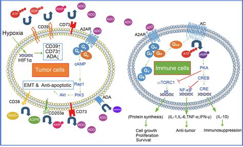 Frontiers | Adenosine-A2A Receptor Pathway in Cancer Immunotherapy