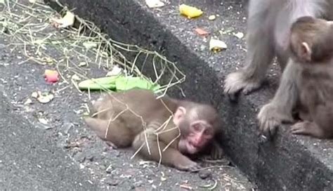 Baby Monkey Is Crying And Alone ... Until Mom Shows Up - The Dodo