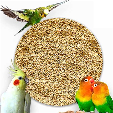 Kangni White Seeds Daily Diet for Budgies, cockatail, Lovebirds Food (1800gm) | Shopee India