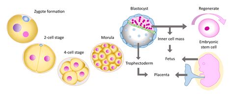 Human Embryonic Stem Cells; Used To Regenerate Or Repair Diseased Cells And Organs - Latest ...