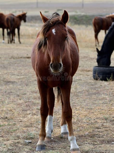 Kazakh Steppe Horse Portrait Stock Image - Image of mare, beautiful: 126216349