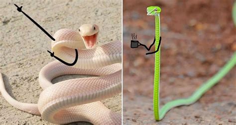 Funny Snake Pictures - PictureMeta