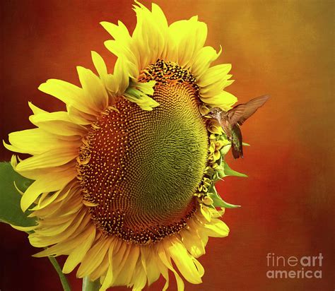 Hummingbird on a Sunflower Photograph by Warrena J Barnerd