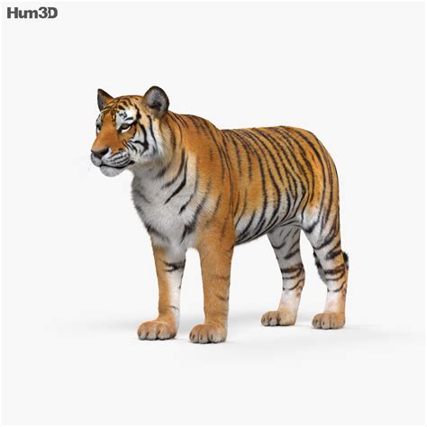 Animated Tiger 3D model - Download Mammals on 3DModels.org