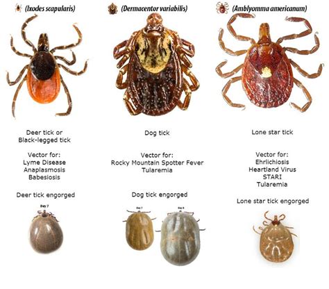 Image result for tick identification | Deer ticks, Ticks, Types of ticks