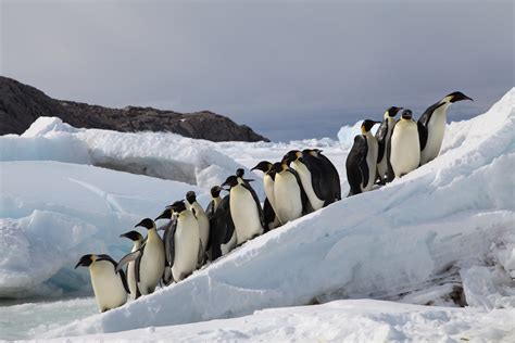 Emperor Penguins Could March to Extinction If Nations Fail to Halt Climate Change | Saving Earth ...