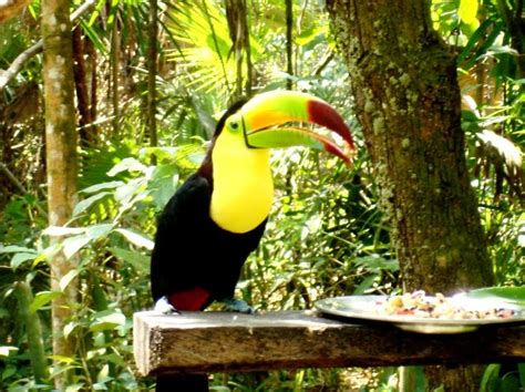 Bosques tropicales con animales - Imagui