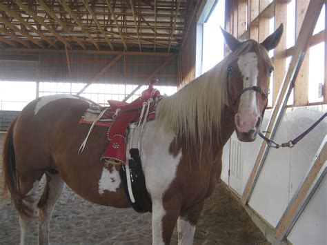 Foundation Reining Training Centre: Kid's Horses For Sale