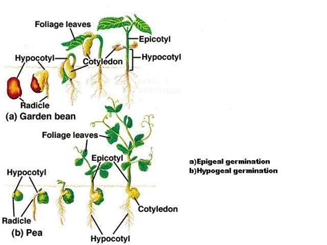 (Solved) - Types of Germination:Draw a diagram of both the epigeal and ...