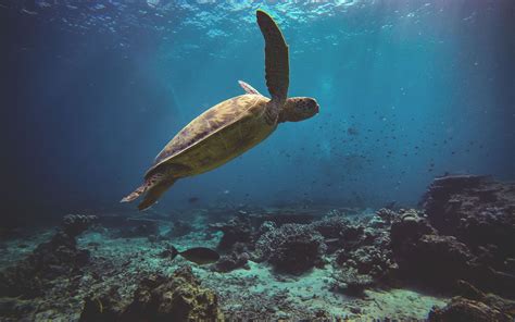 3840x2400 Sea Turtle 4k 4K ,HD 4k Wallpapers,Images,Backgrounds,Photos and Pictures