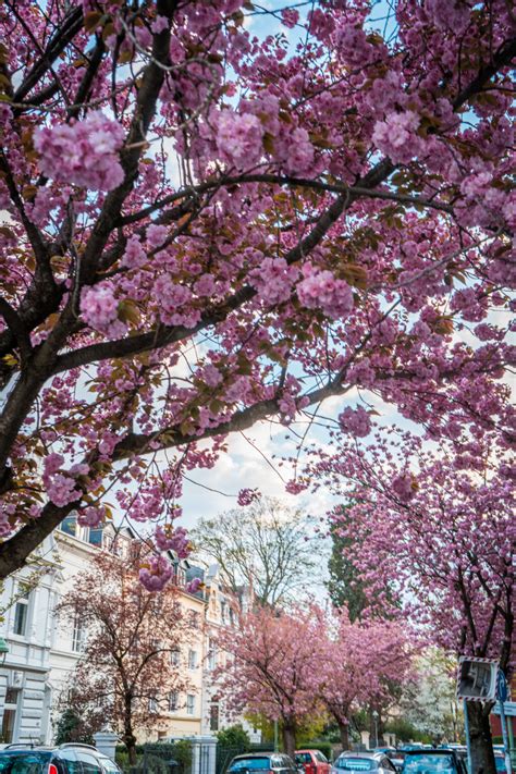 Where to Find Cherry Blossoms in Bonn, Germany [Photo Spots, Tips & More!]