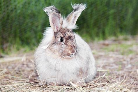 Why your Rabbit looses fur – Jaguza Farm Support