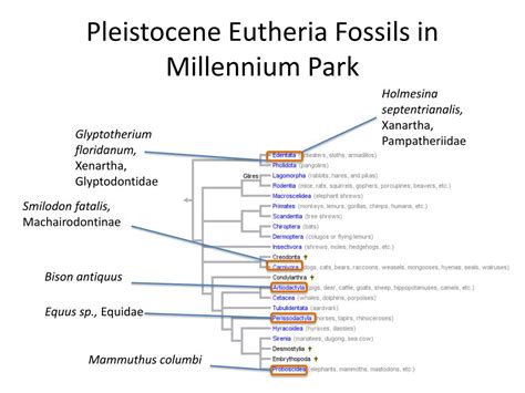 PPT - Phylogeny of Mammals PowerPoint Presentation, free download - ID:1912633