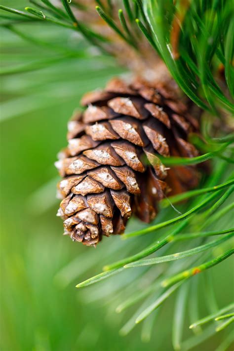 Pine Cone On A Branch Free Stock Photo - Public Domain Pictures