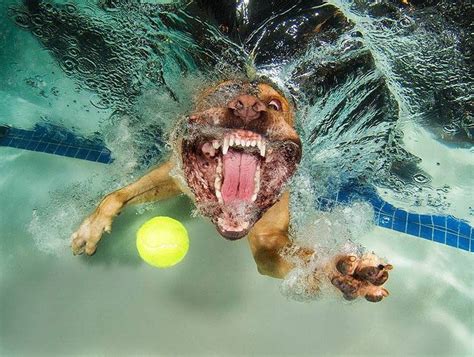 Hilarious Photo Series Of Dogs Underwater | Underwater dogs, Funny dog ...