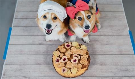 Corgis Hammy and Olivia Release 'Barkcuterie' Snack Board Cookbook