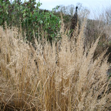 Buy Korean feather reed grass Calamagrostis brachytricha: Delivery by Waitrose Garden in ...