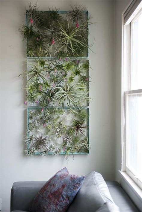 15 Best Air Plant Wall Art