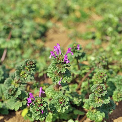 HENBIT EDIBLE, MEDICINAL AND LOVED BY BEES