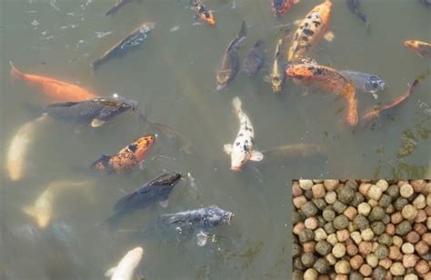 Koi Fish Food, Feeding Methods For Beginners | Asia Farming