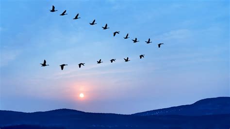 BRPROUD | Science: Why do some birds fly in V formation?