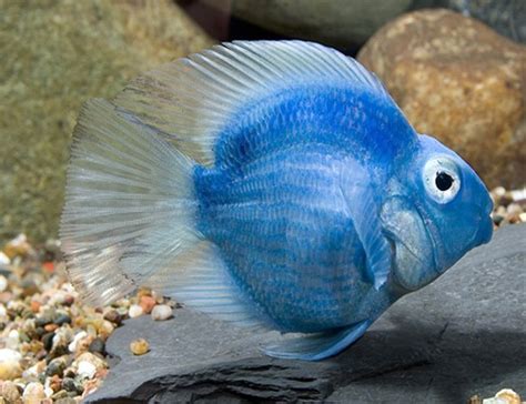 Blue Jellybean Parrot Cichlid | Arizona Aquatic Gardens