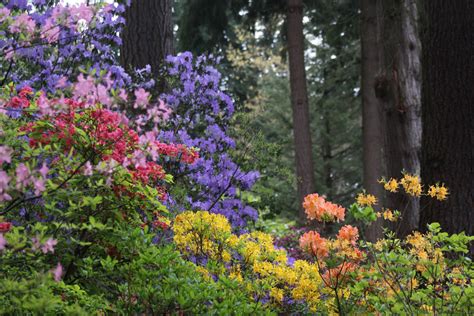 Season: Spring – Rhododendron Species Botanical Garden