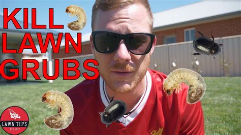 How To Kill Lawn Grubs - YouTube