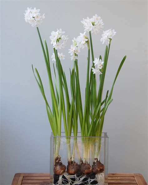 Narcissus tazetta 'Paperwhite Ziva' bulbs — Buy 'Paperwhites' online at Farmer Gracy UK ...