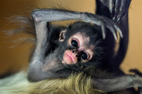 Prague Zoo - ZooBorns