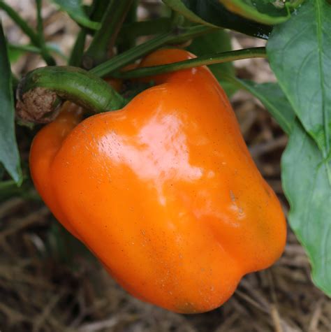 Orange Cal Wonder Bell Pepper Seeds,Capsicum Annuum-Sweet Pepper ...