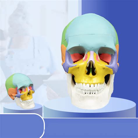 Skull Head Oral Cavity Human Bone Anatomy Detachable Bone Se