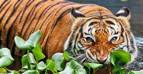 11 Fun Facts About The Malayan Tiger – SevenPie.com: Because Everyone Has A Story To Tell