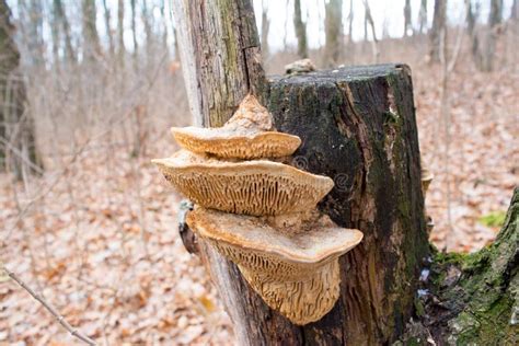 Parasitic Fungi On A Tree Trunk Stock Image - Image of phellinus, organic: 26889521