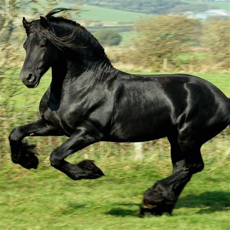 Friesian | Horse breeds, Most beautiful horses, Rare horses