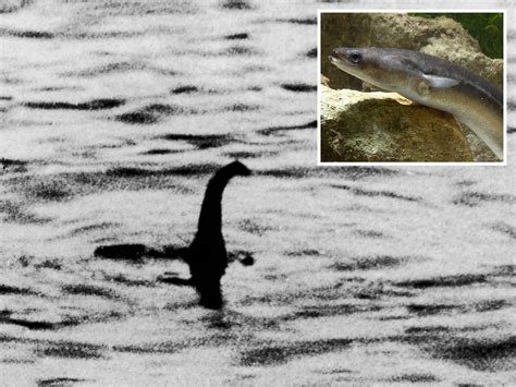 Scientists Calculate Odds That Loch Ness Monster Is a Giant 20 Ft Eel ...