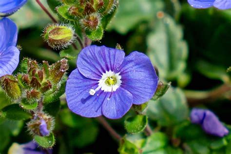 What to Know About the Speedwell Plant or 'Veronica'