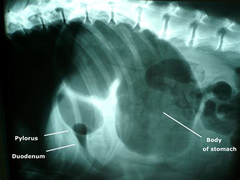 Presurgical treatment of acute gastric dilatation-volvulus | Vet Times