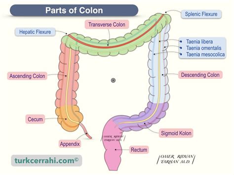 Anatomy of the Colon | turkcerrahi.com