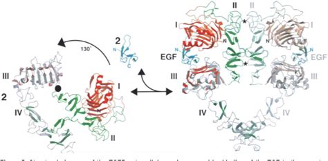 Figure 20 from Reconstitution of a Juxtacrine Signaling Pathway by DNA-Programmed Cell Assembly ...