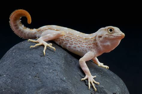 Scorpion gecko / Pristurus carteri | Reptiles, Cute reptiles, Reptile ...